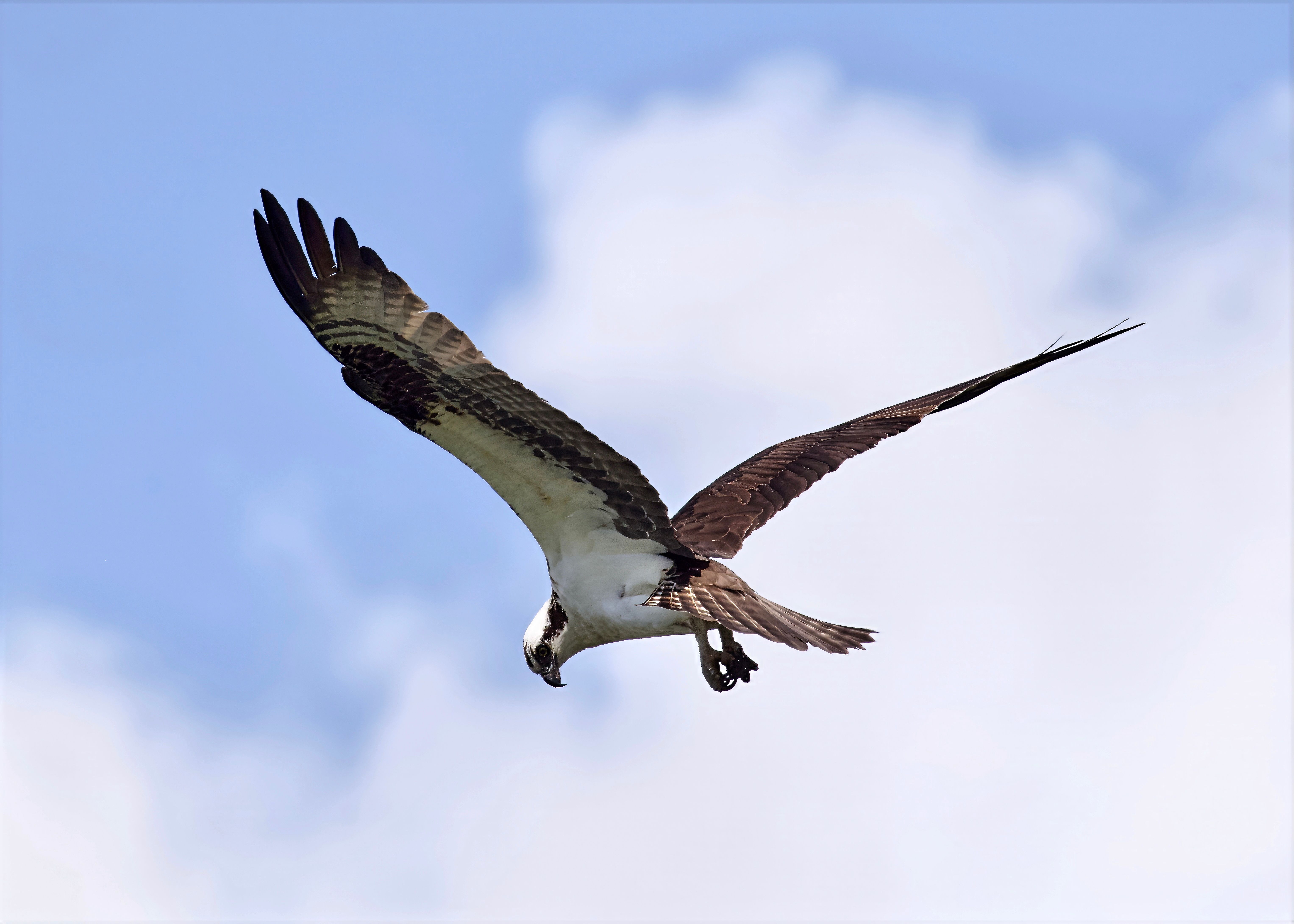 Majestic Osprey Soaring in Clear Blue Sky · Free Stock Photo