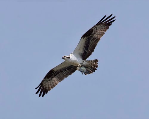 Free Capture of an osprey soaring in Decatur, Alabama, holding a fish in its talons against a clear blue sky. Stock Photo