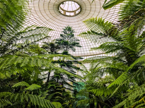 Árboles De Hojas Verdes Debajo De Un Edificio Domo