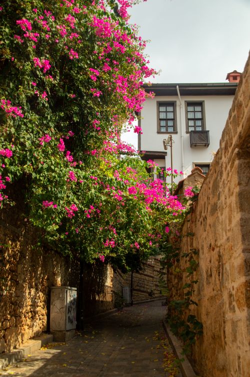 Free A picturesque alleyway adorned with blooming bougainvillea against a historic stone wall. Stock Photo