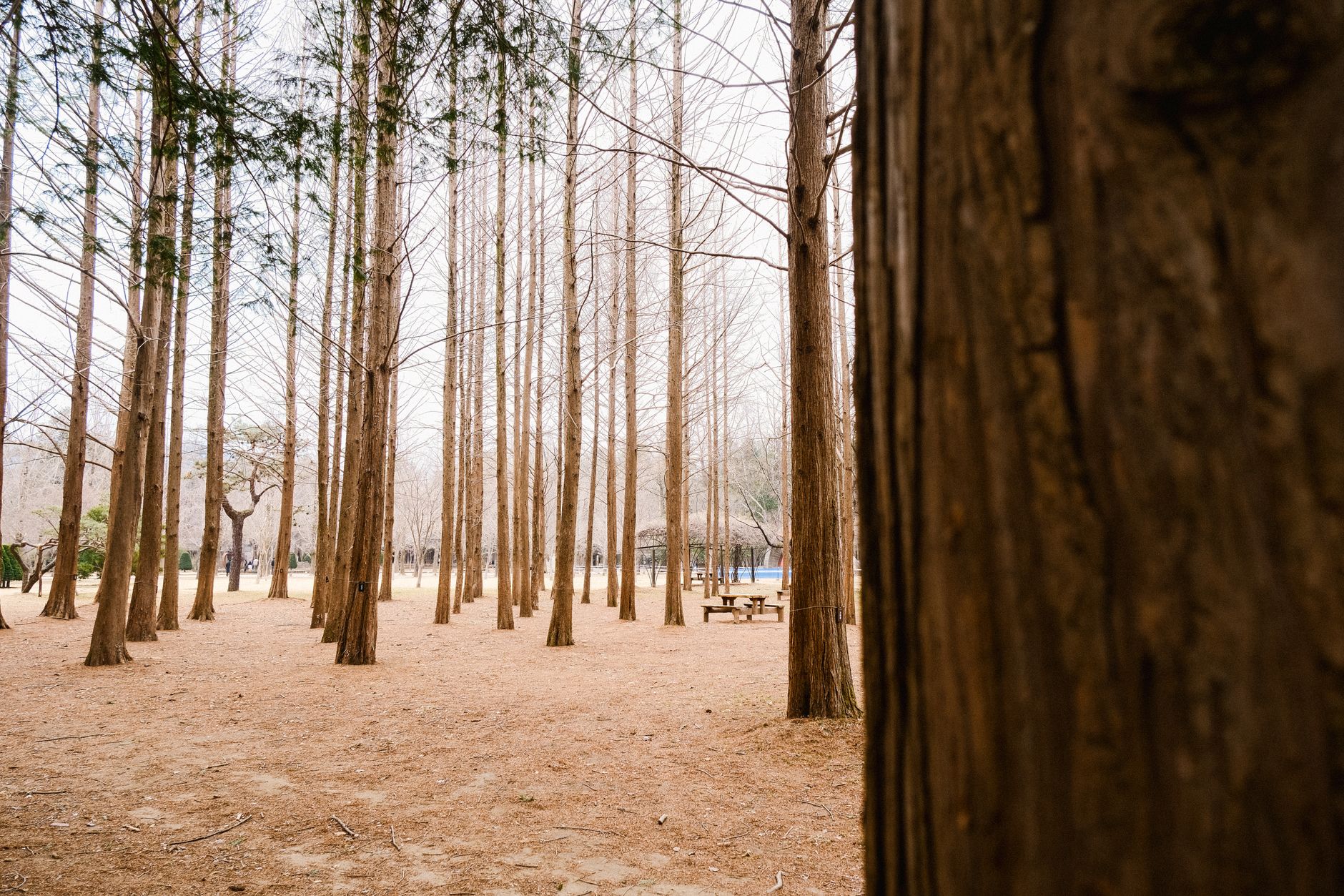 Nami Island Korea: Panduan Wisata Alam Romantis di Korea Selatan untuk Liburan dan Honeymoon
