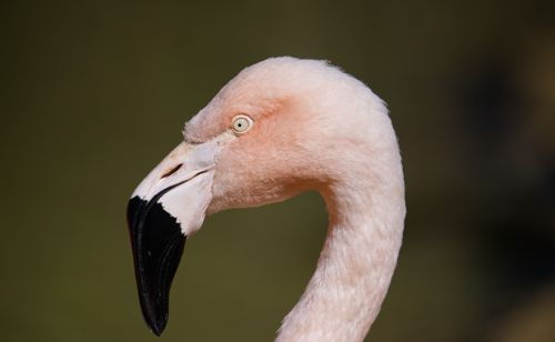 Free Detailed close-up of a pink flamingo in its natural habitat, showcasing its vibrant colors and distinctive features. Stock Photo