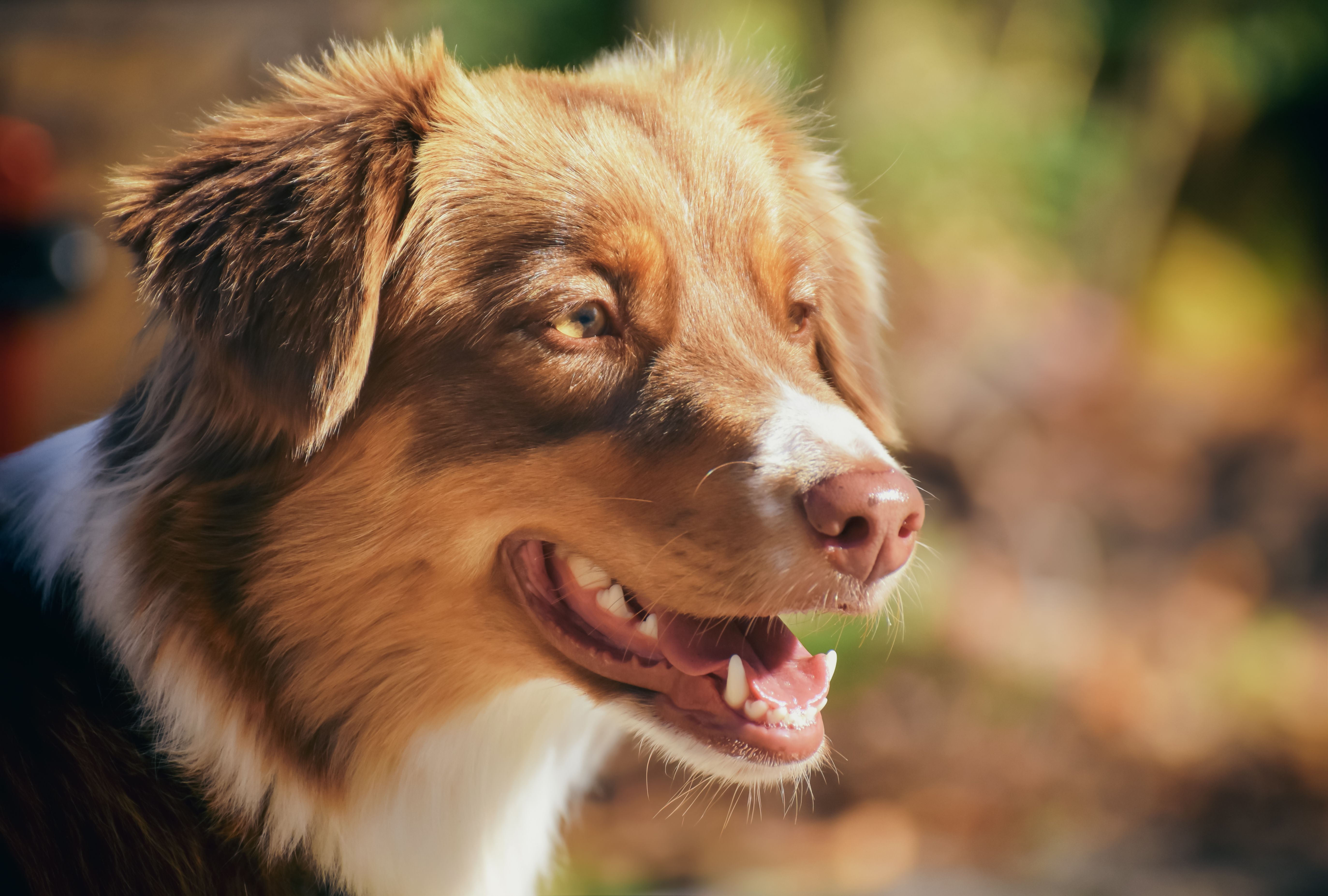 Australian Shepard Puppy Photos, Download The BEST Free Australian ...