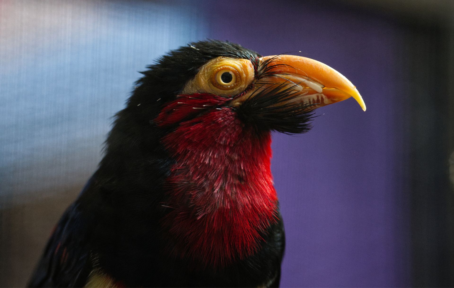 Detailed close-up of a colorful bearded barbet bird displaying vibrant plumage.