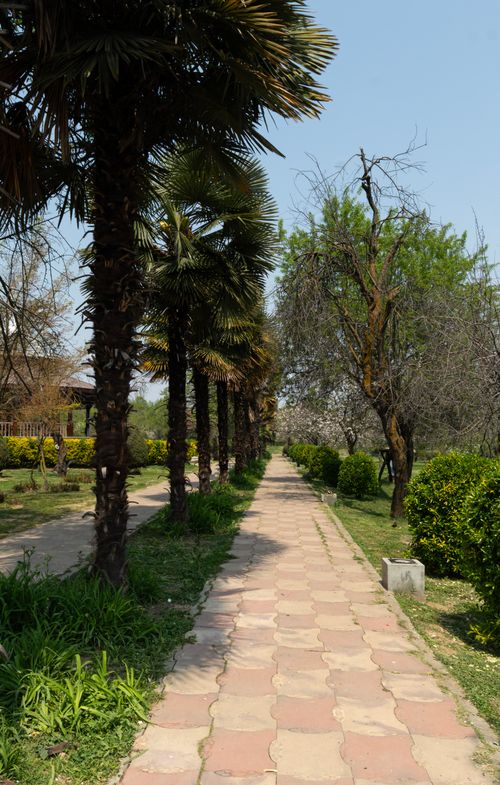 Free Lush green path with palm trees and greenery in a serene park on a sunny day in Srinagar. Stock Photo