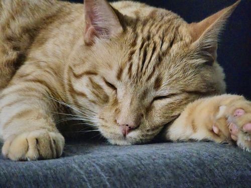 Free Close-up of a ginger cat peacefully sleeping on a gray surface, capturing tranquility and warmth. Stock Photo