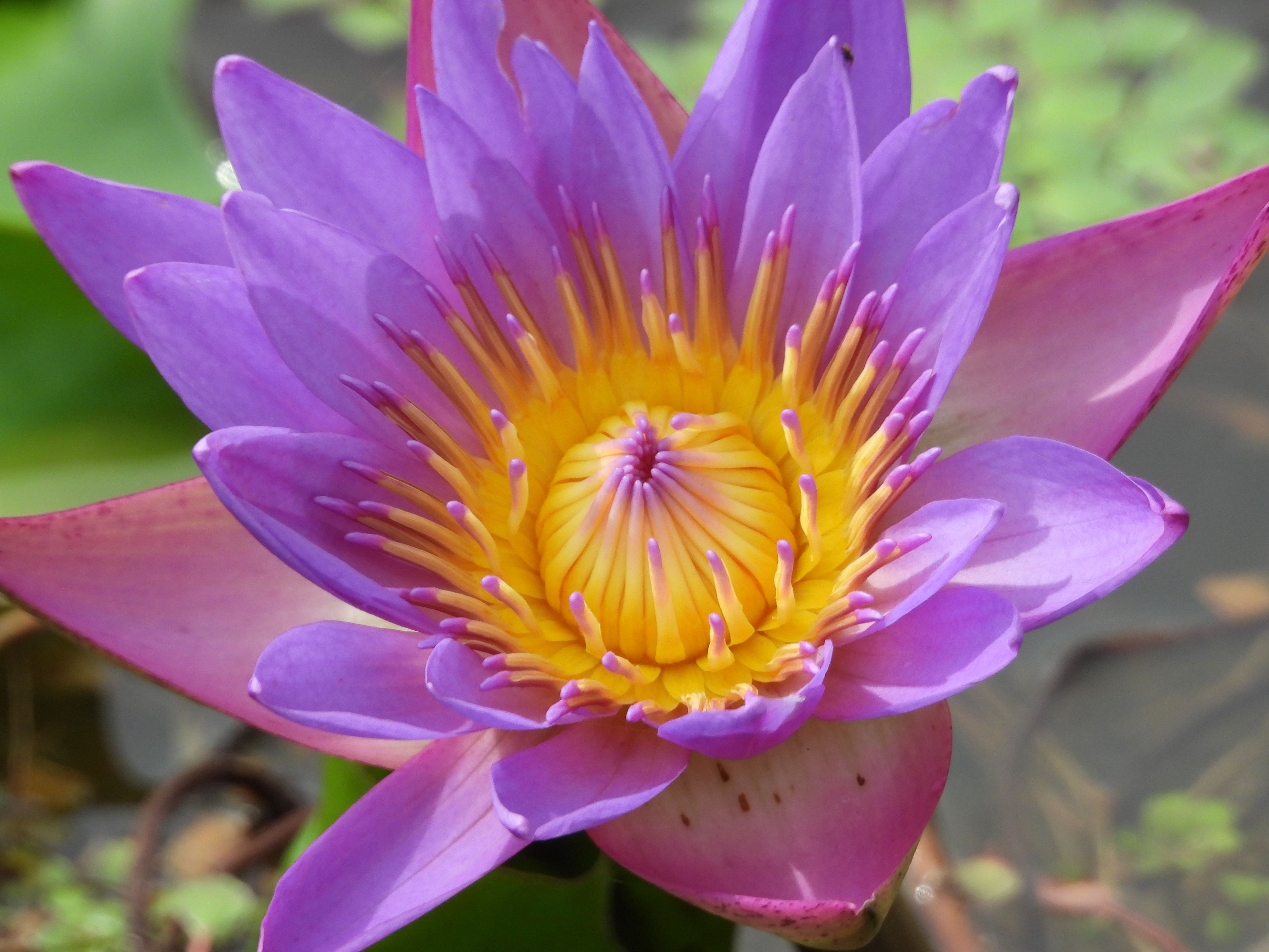Vibrant Purple Water Lily in Full Bloom · Free Stock Photo