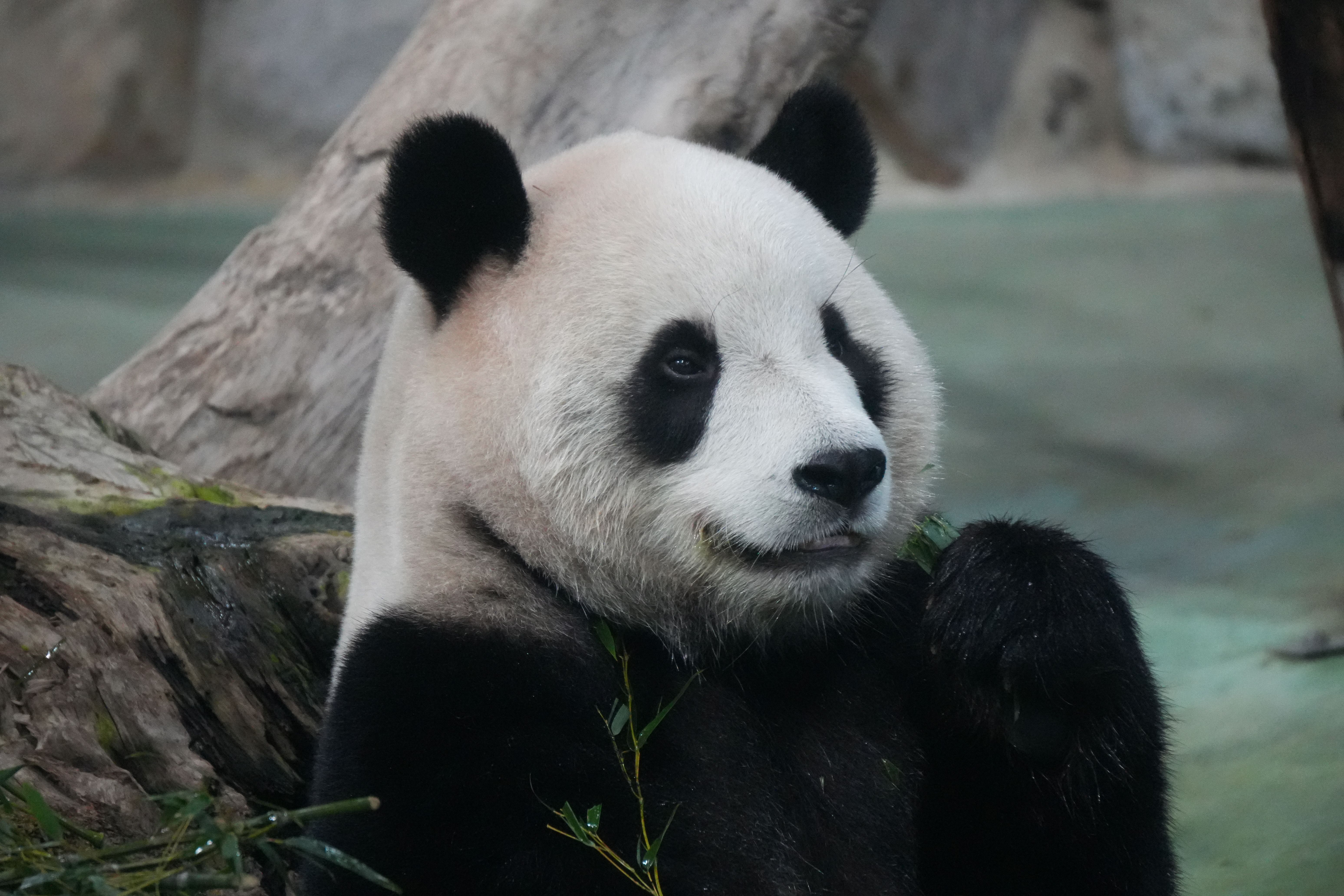 Es gibt nur 1.800 Große Pandas auf der Welt. Einer von ihnen wurde in den letzten Tagen geboren