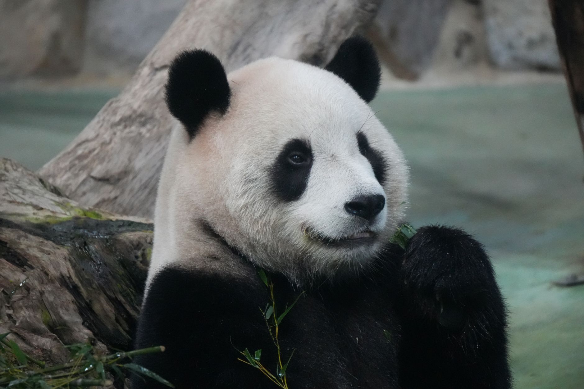 Es gibt nur 1.800 Große Pandas auf der Welt. Einer von ihnen wurde in den letzten Tagen geboren