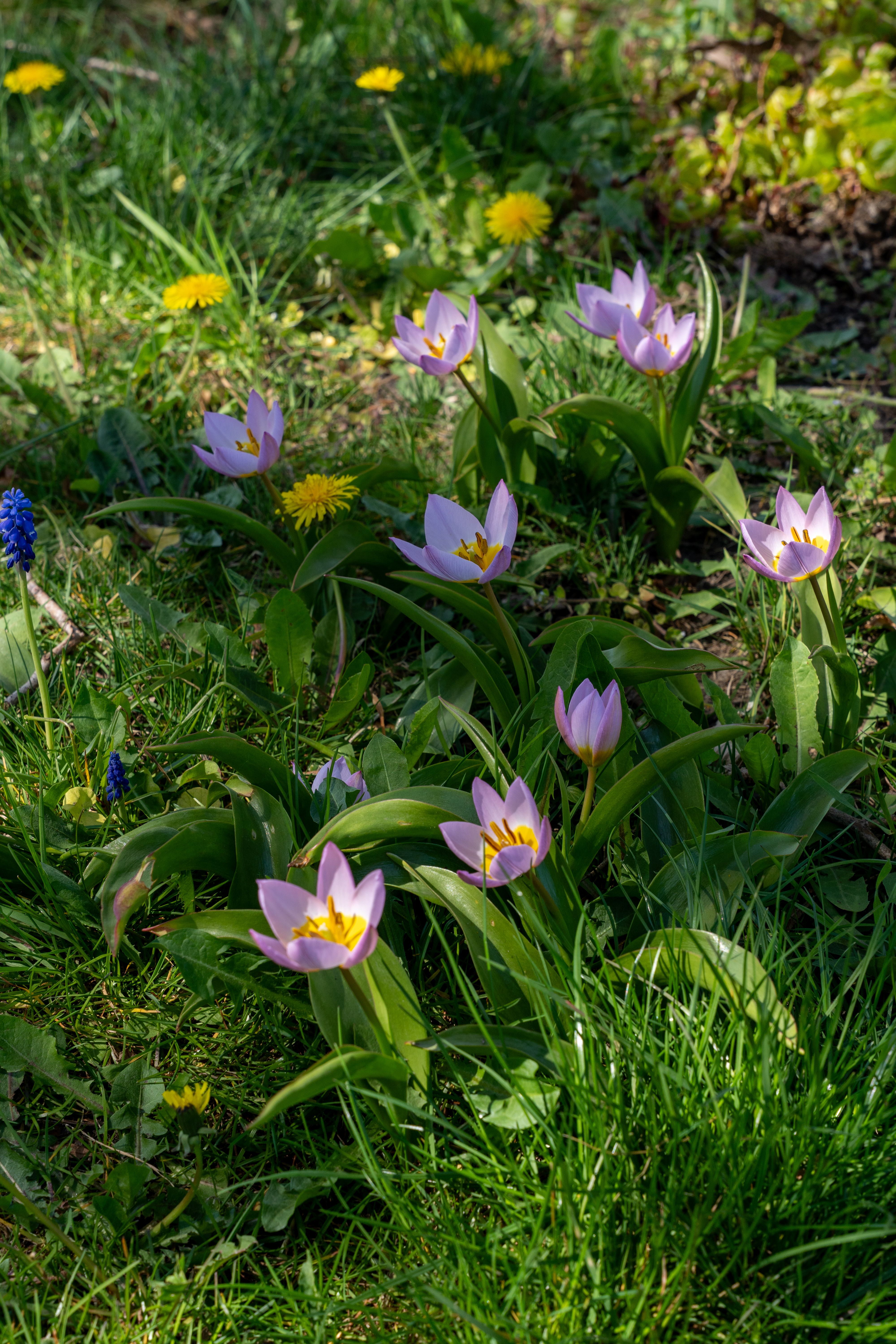 Vibrant Spring Flowers Blooming in Garden · Free Stock Photo