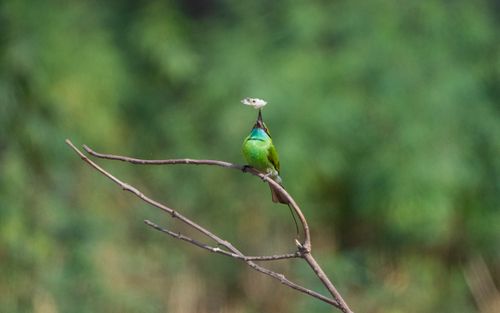 Free A vivid green bee-eater bird perched on a branch in a natural setting, showcasing its vibrant colors. Stock Photo