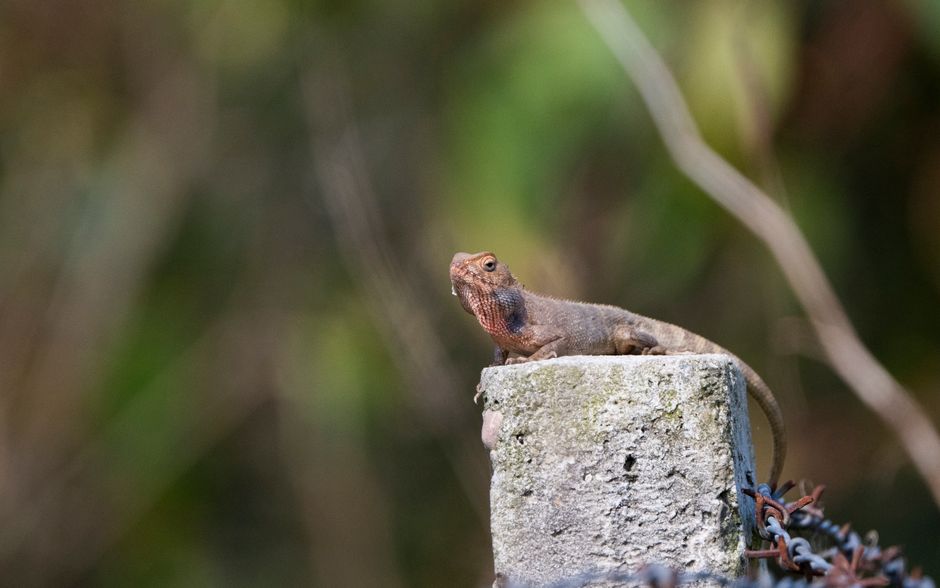 Close-up of an agama lizard basking in the sun on a concrete post with blurred green background.