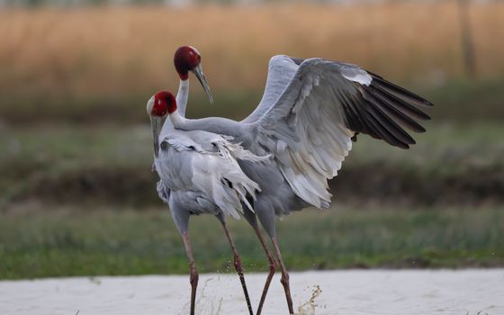 Two Sarus Cranes exhibiting courtship behavior in their natural habitat.