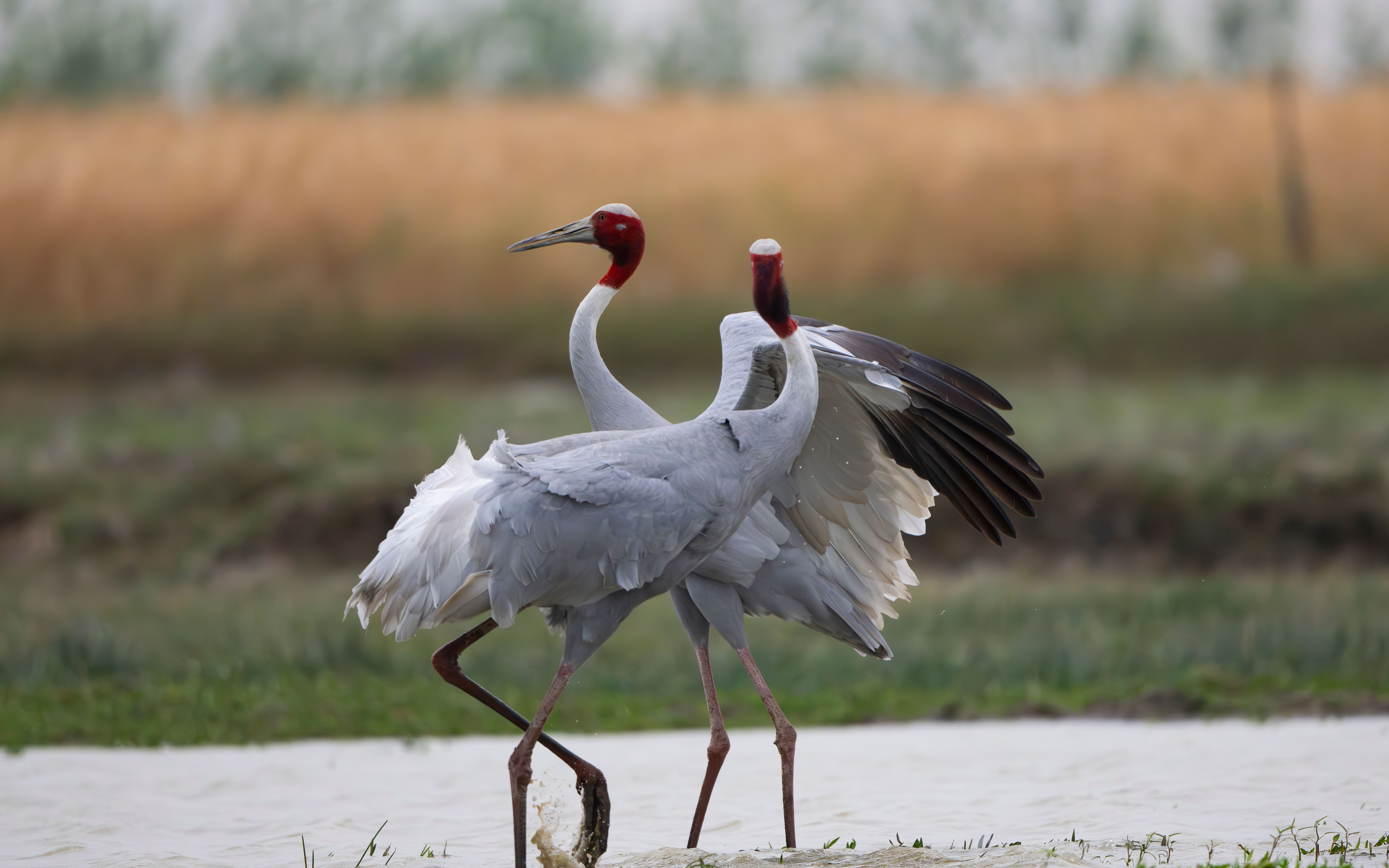 majestic-sarus-cranes-in-natural-habitat-free-stock-photo
