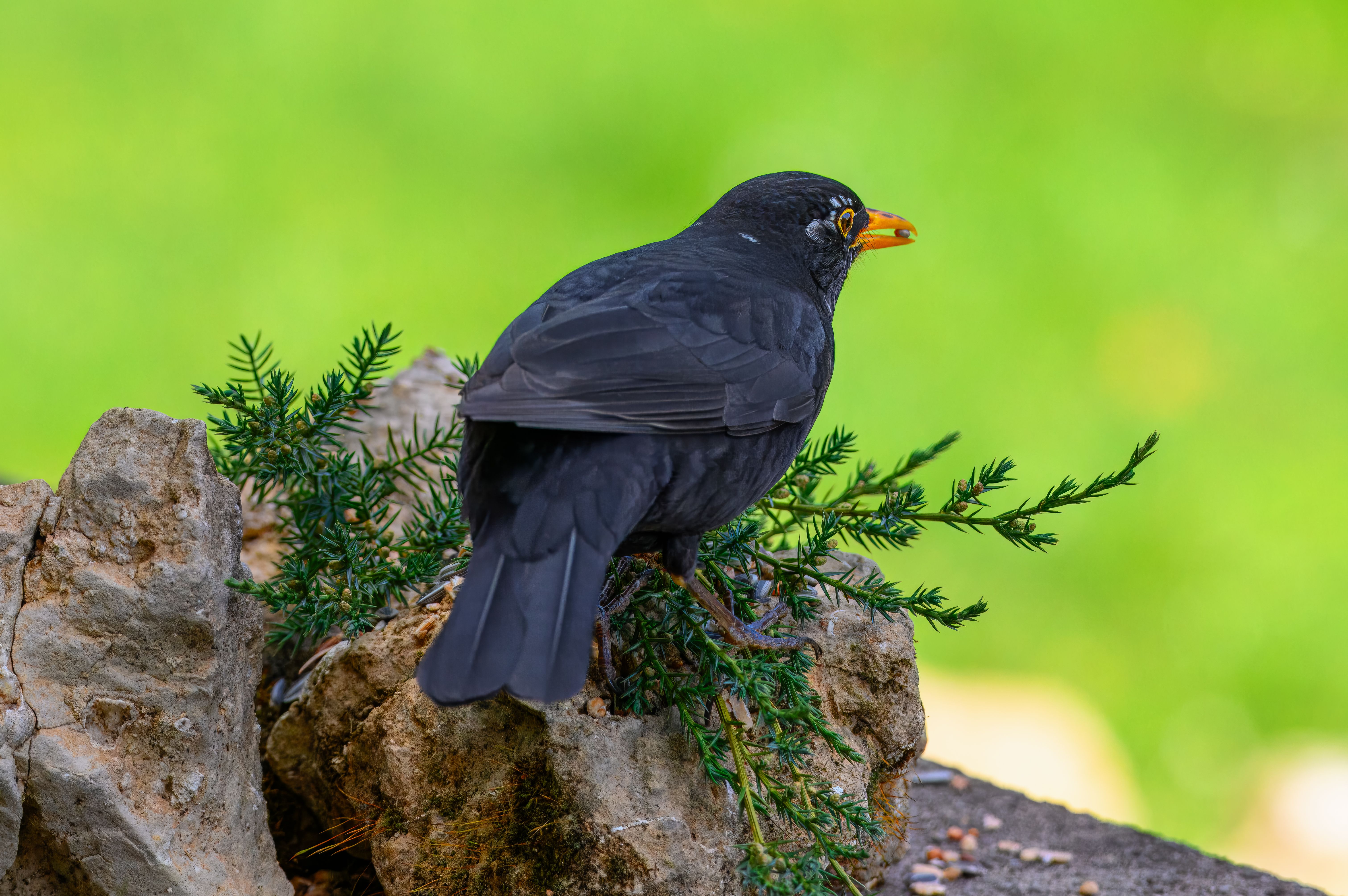 Bird Watching
