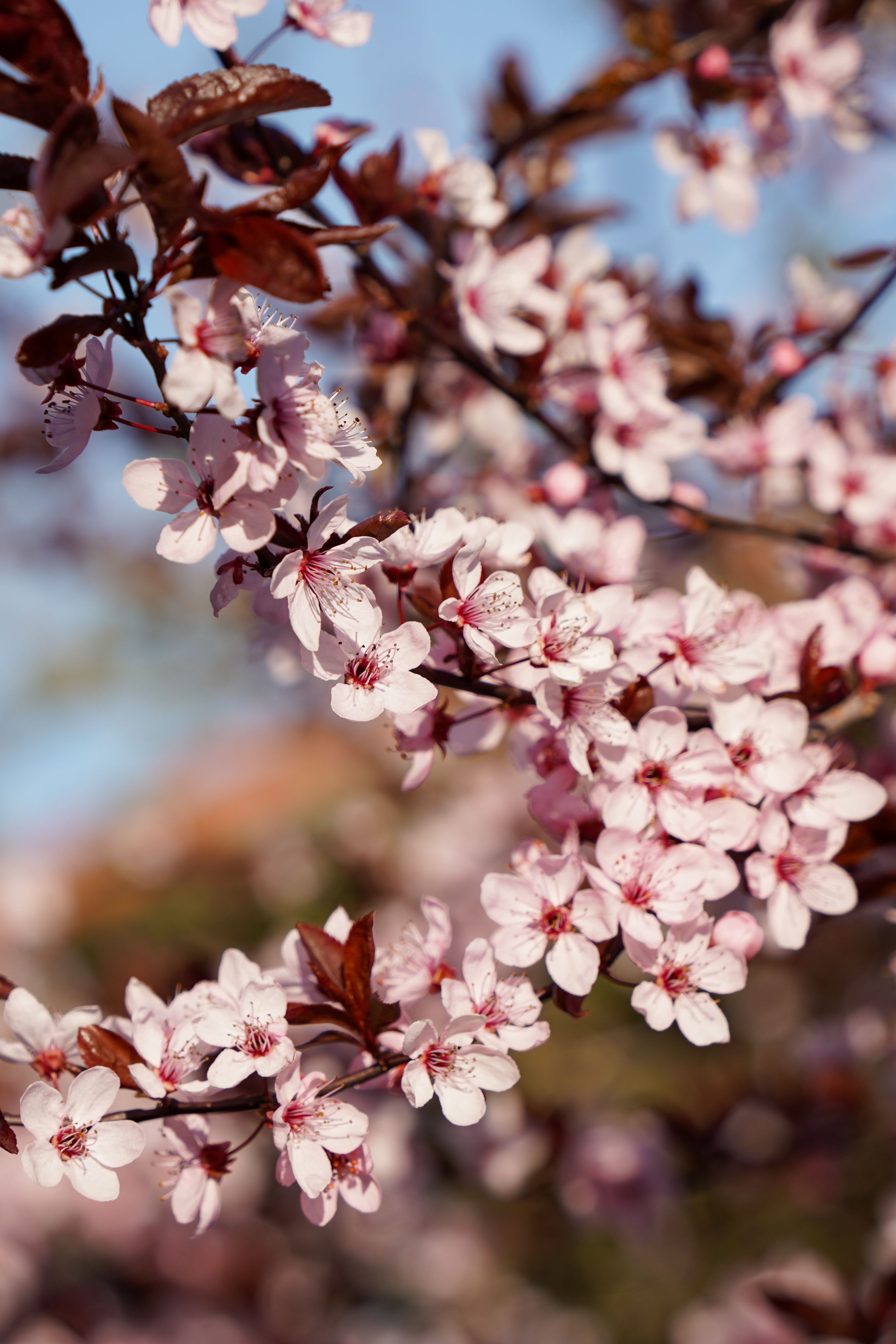 Pale Pink Cherry Blossom Tree in Spring · Free Stock Photo