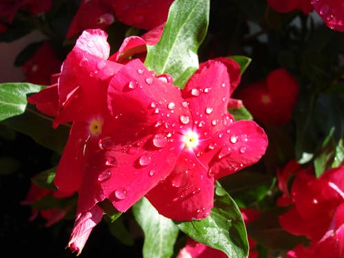 Free stock photo of drops of water, red flowers Stock Photo