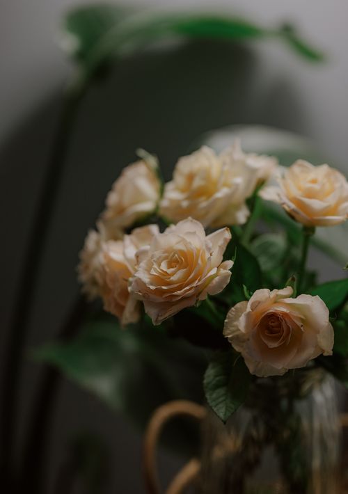 Free Beautiful peach roses in a vase with a soft, moody background. Perfect for floral themes. Stock Photo