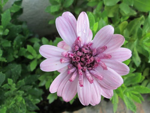 Základová fotografie zdarma na téma fialové květiny, kapky