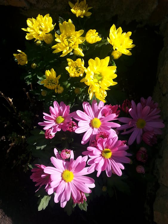 Free stock photo of bunch of flowers, flowers, purple flowers
