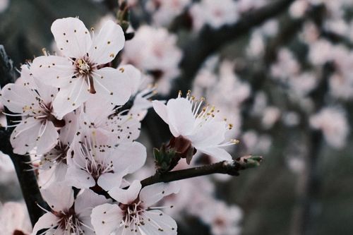 Free Elegant cherry blossoms in full bloom capturing the essence of spring. Stock Photo