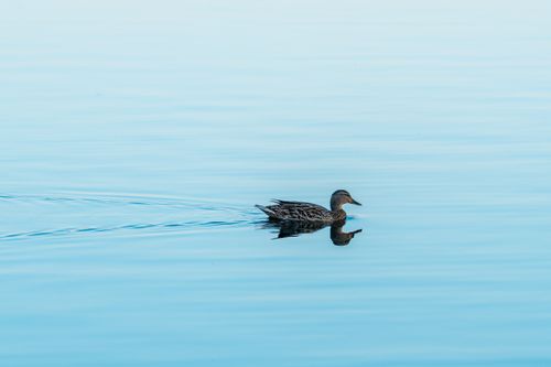 Free A tranquil scene of a duck leisurely swimming on peaceful blue waters. Perfect for nature and wildlife enthusiasts. Stock Photo
