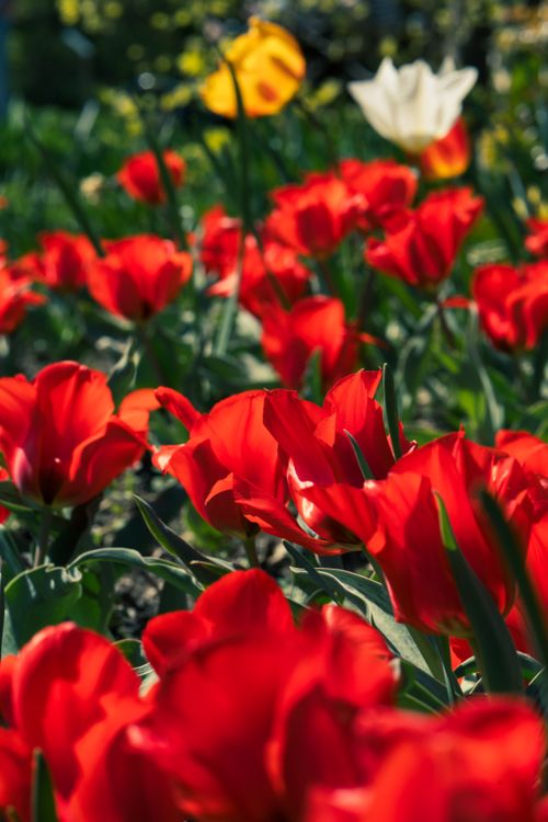 Free A beautiful garden of vibrant red tulips in full bloom, capturing the essence of spring outdoors. Stock Photo