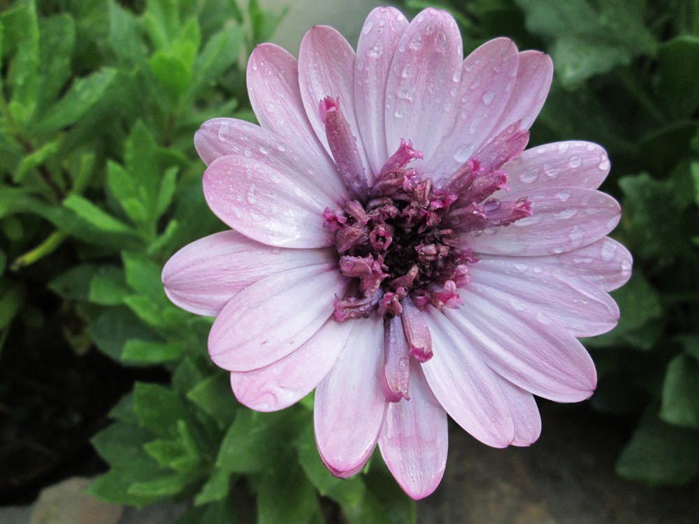 Foto stok gratis bunga ungu, tetes