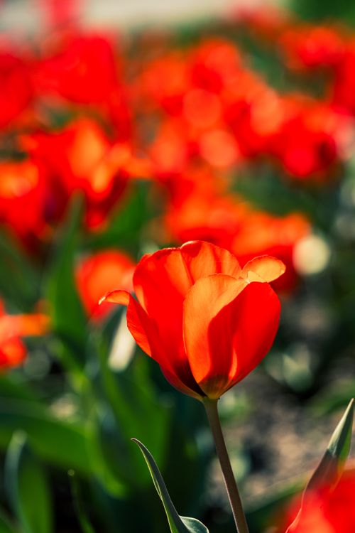 Free Close-up of a vibrant red tulip among a field of blooming flowers, evoking the essence of spring. Stock Photo