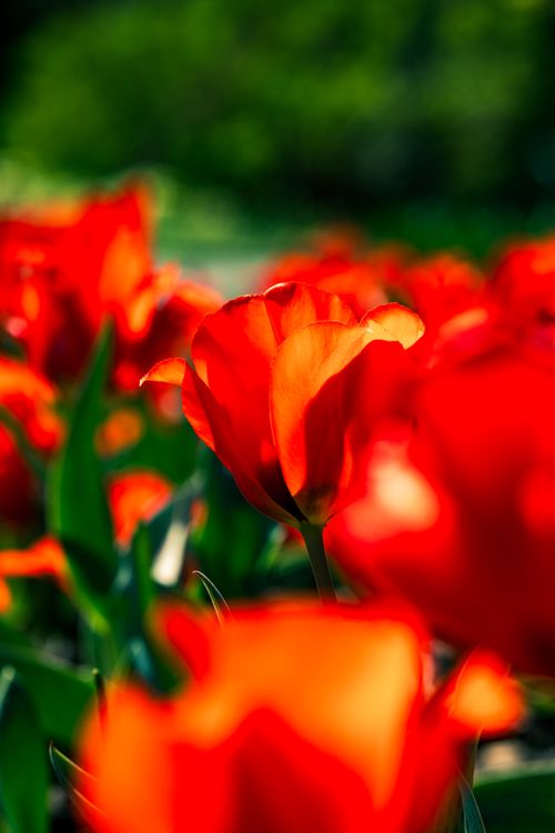 Free Close-up of red tulips in full bloom, capturing the vibrant colors of a sunny spring day outdoors. Stock Photo