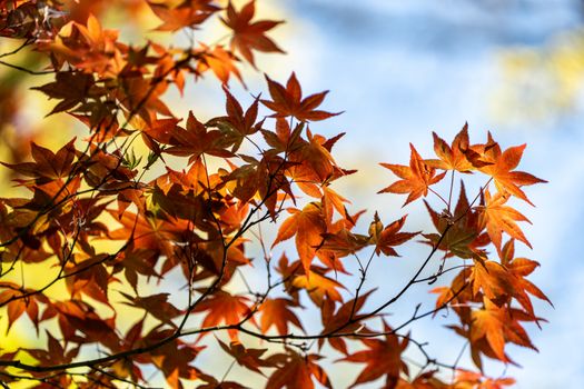 Vibrant red and orange Japanese maple leaves set against a soft blue sky in autumn.