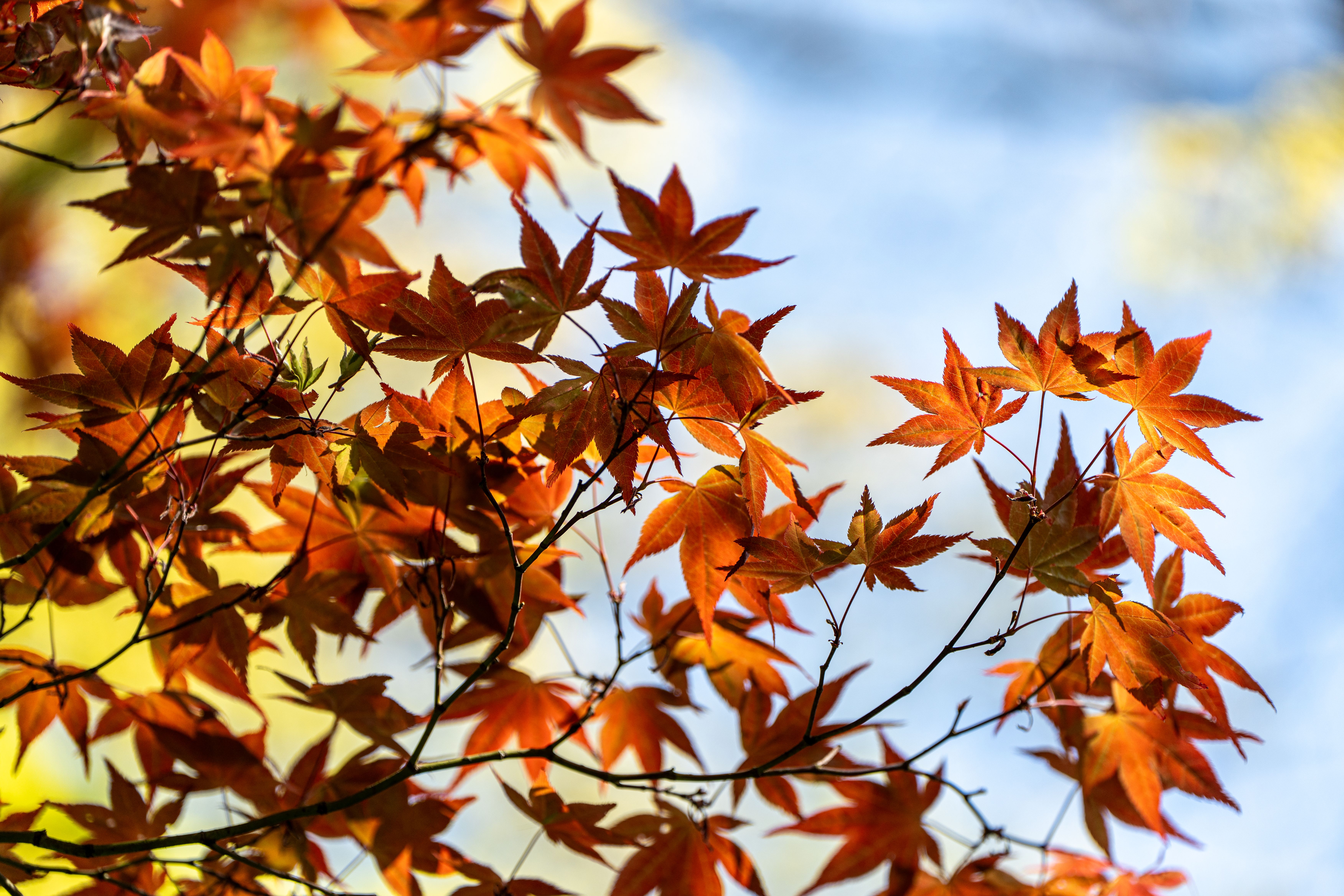 Autumn Japanese Maple Leaves Against a Blue Sky · Free Stock Photo