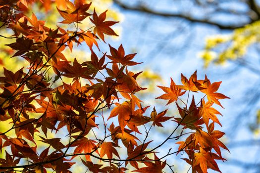 Bright orange maple leaves in autumn backlit by sunlight, set against a clear blue sky.
