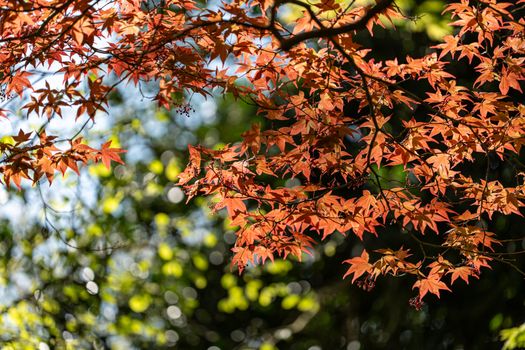 Vibrant autumn maple leaves with green bokeh background. Perfect for seasonal themes.