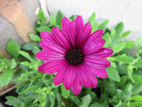 Darmowe zdjęcie z galerii z fioletowy kwiat, krople