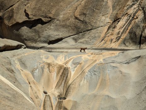 A solitary goat walks across a rugged and barren rocky terrain under bright daylight.