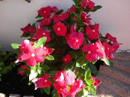 Fotos de stock gratuitas de Flores rojas, gotas de agua, racimo de flores