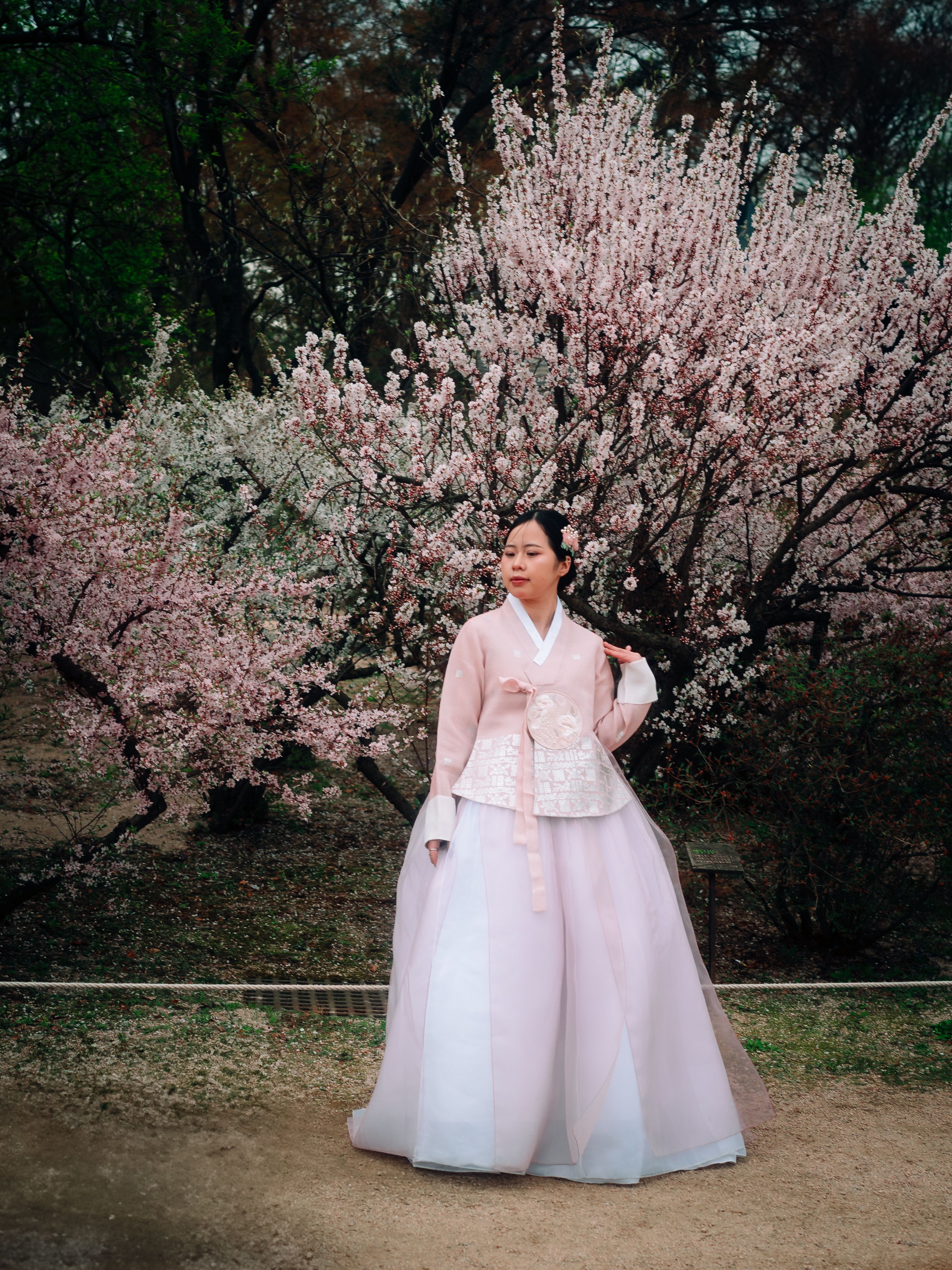 Woman in pink hanbok posed in front of cherry blossoms in Seoul, South Korea.