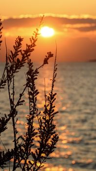 Silhouette of branches against a golden sunset over the calm ocean. Ideal for serene and nature themes.