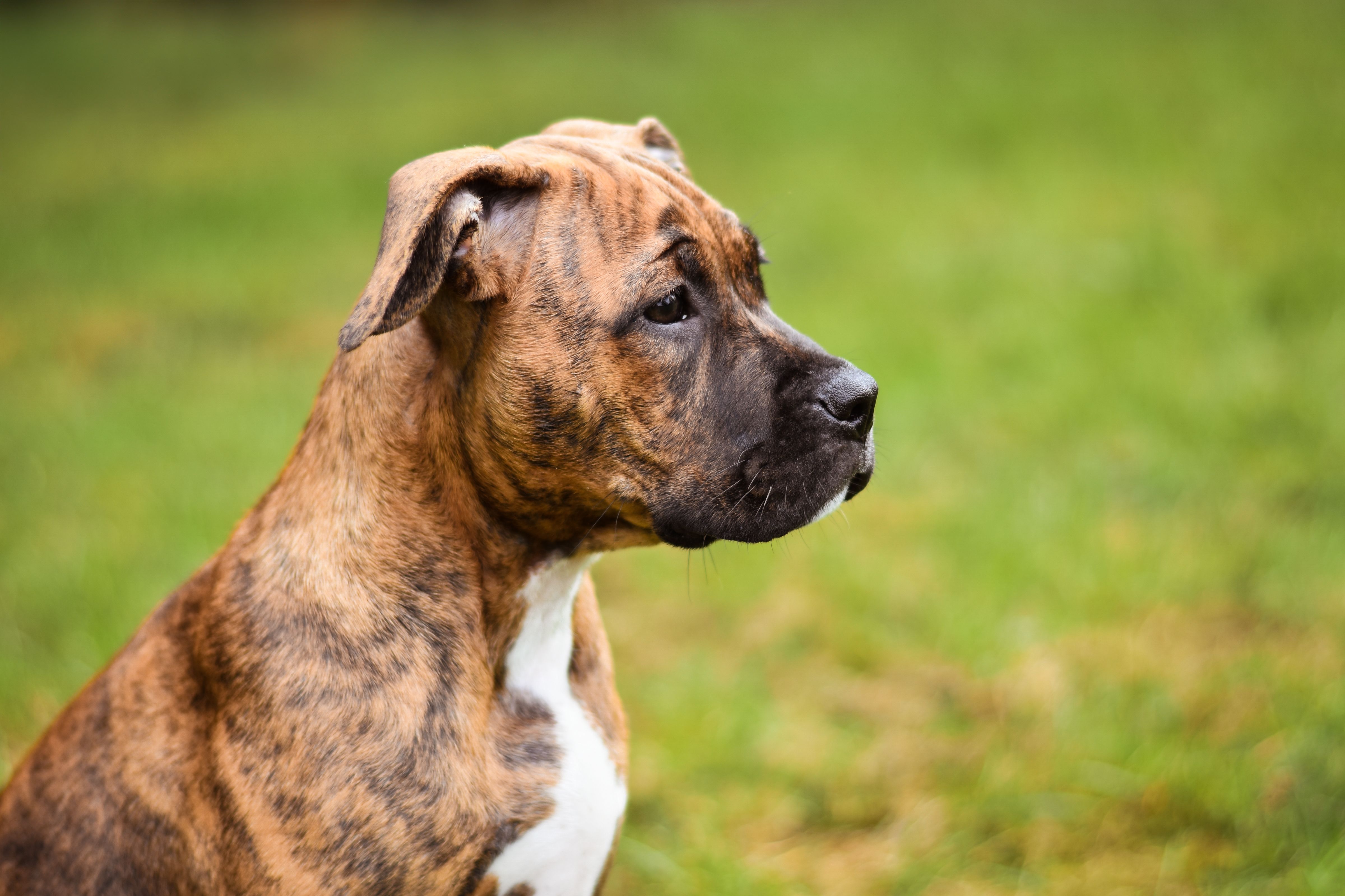 Filhote De Boxer Brindle Em Um Prado Verdejante · Foto profissional ...