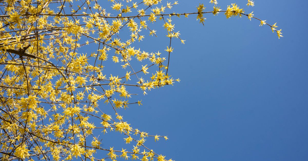 Forsythia : Guide Plantation et Taille 2026