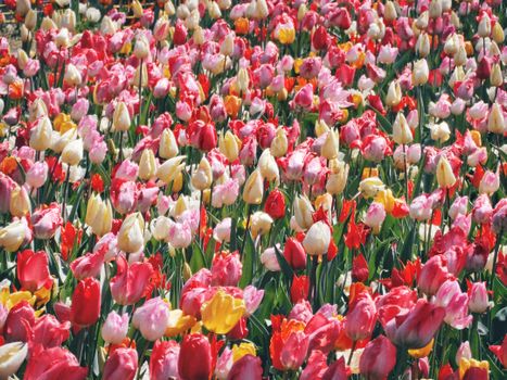 Bright and colorful tulip field in full bloom during spring, showcasing vivid hues and natural beauty.