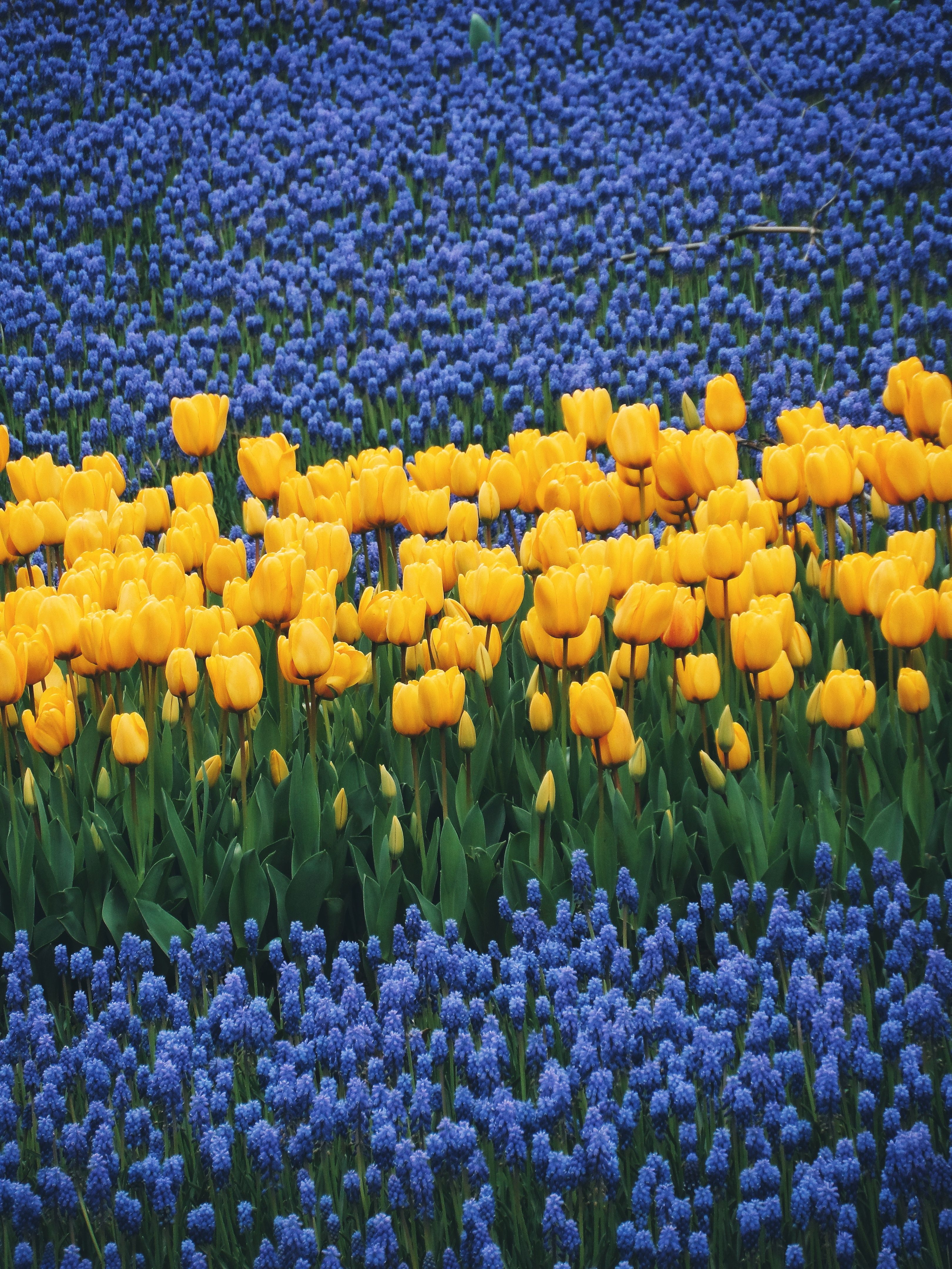 Vibrant Yellow Tulips and Blue Flowers in Bloom · Free Stock Photo