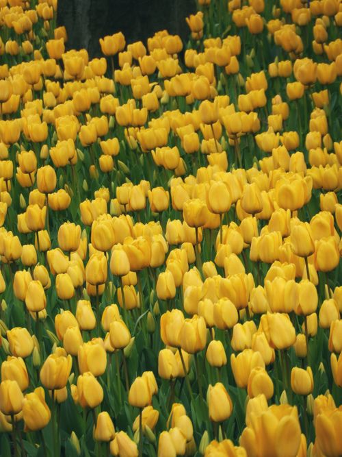 Free A lush field filled with vibrant yellow tulips basking in sunlight, perfect for spring themes. Stock Photo