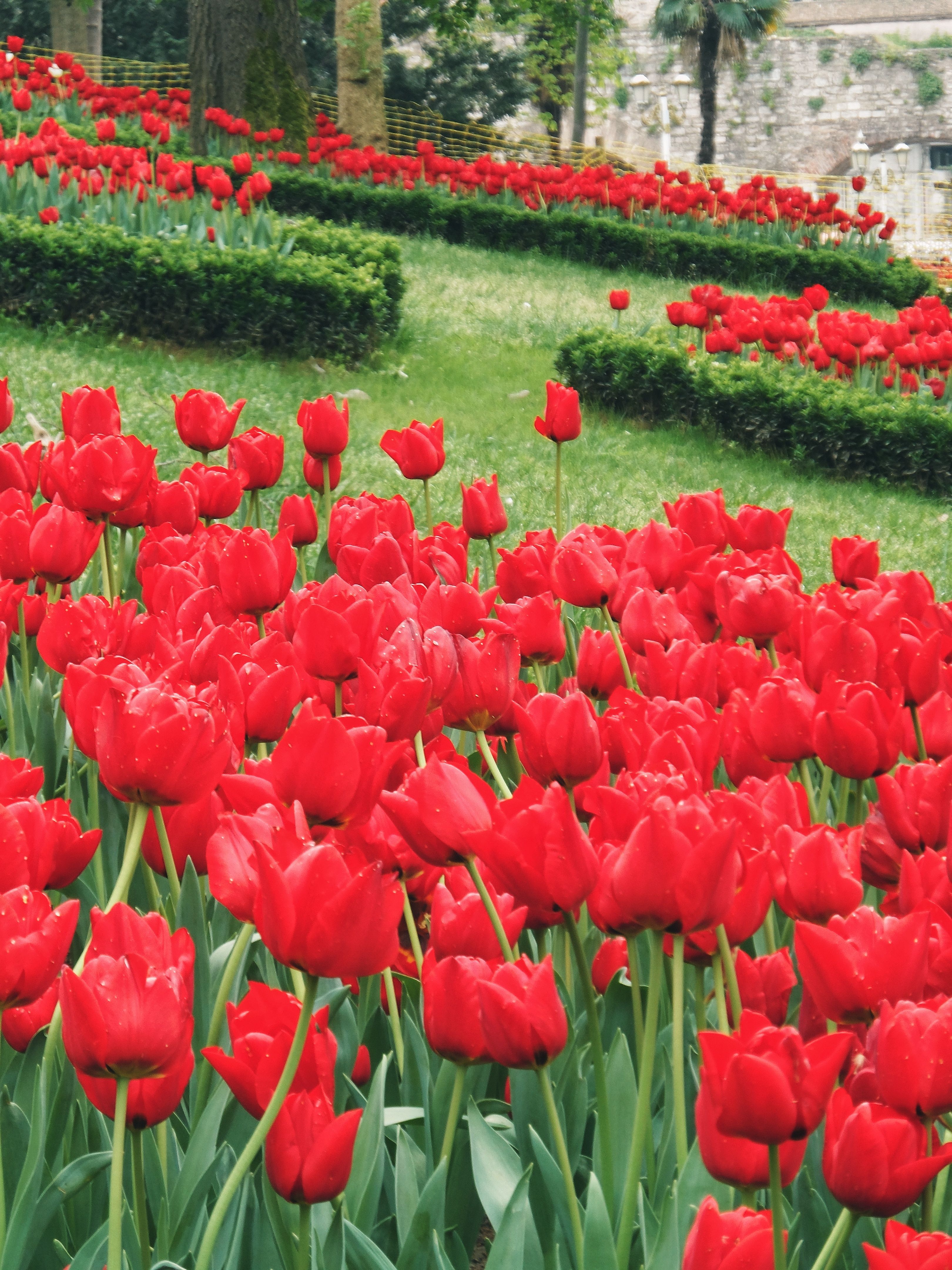 Vibrant Red Tulips in a Spring Garden · Free Stock Photo
