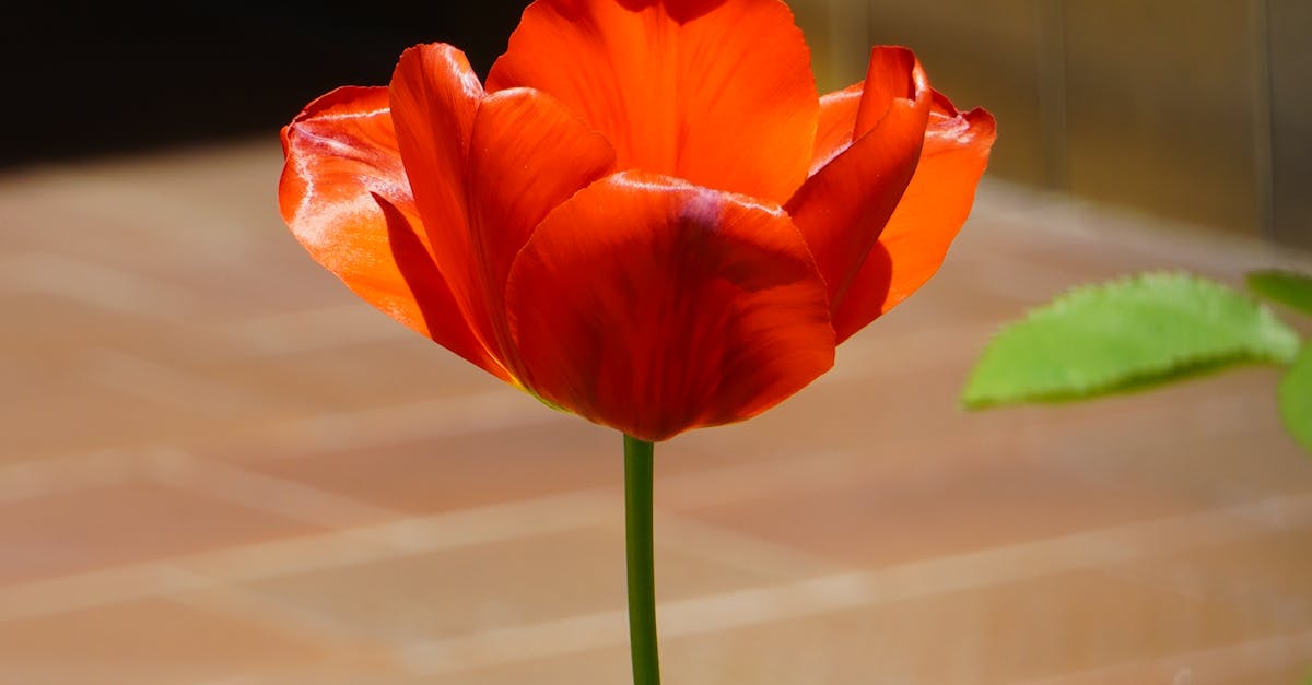 A striking red tulip stands tall in a sunlit indoor setting, capturing the warmth of spring.