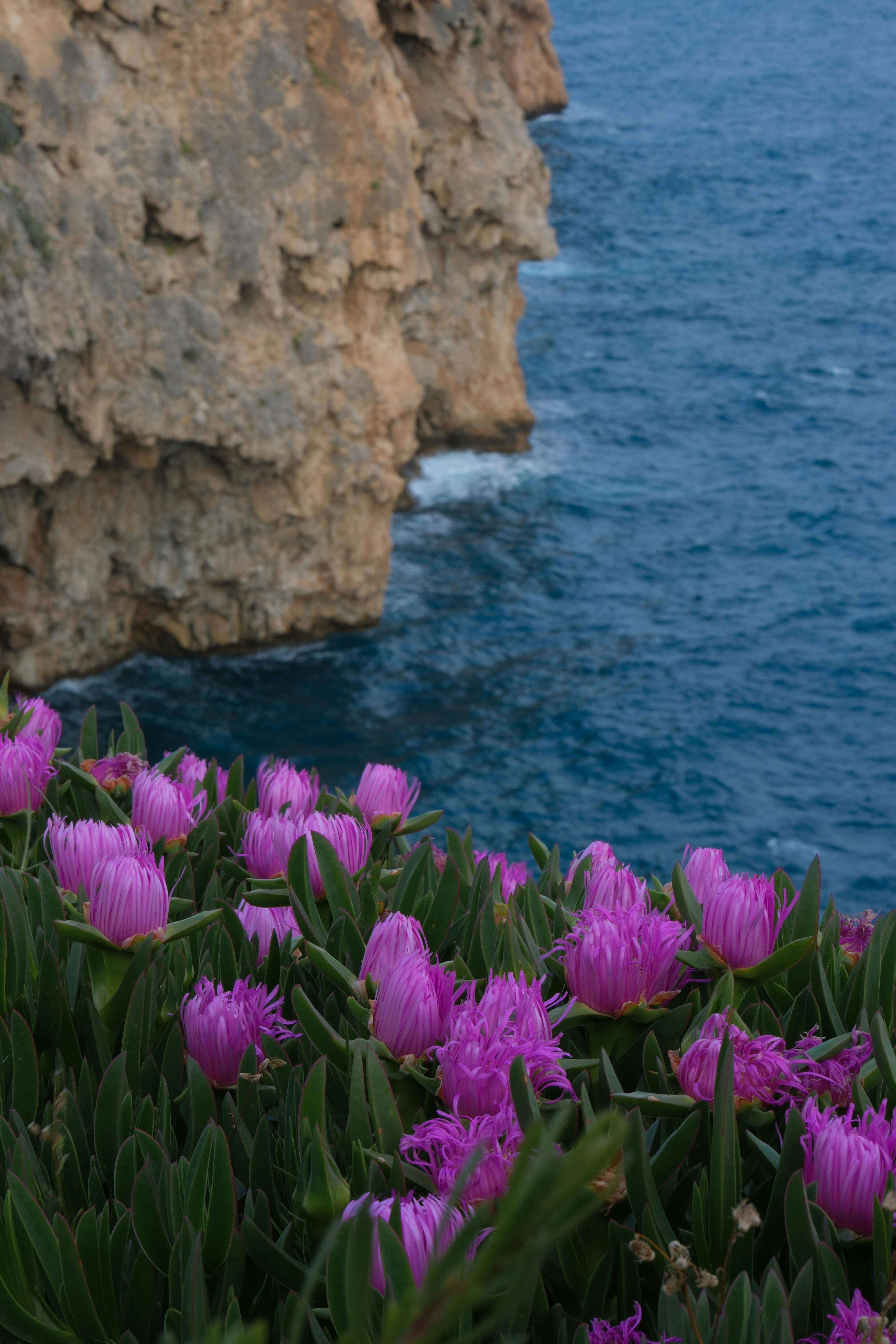 Pink ice plants bloom on cliffs above the ocean, capturing coastal beauty.