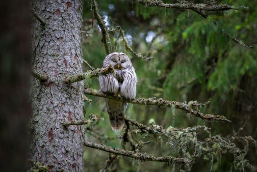 Un gufo nano euroasiatico seduto su un ramo ricoperto di licheni in un ambiente boschivo, mimetizzato con la natura.