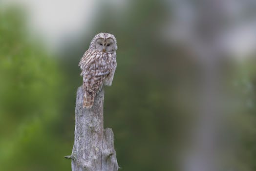 Primo piano di una civetta nana eurasiatica elegantemente appollaiata su un ceppo d'albero in una lussureggiante foresta.