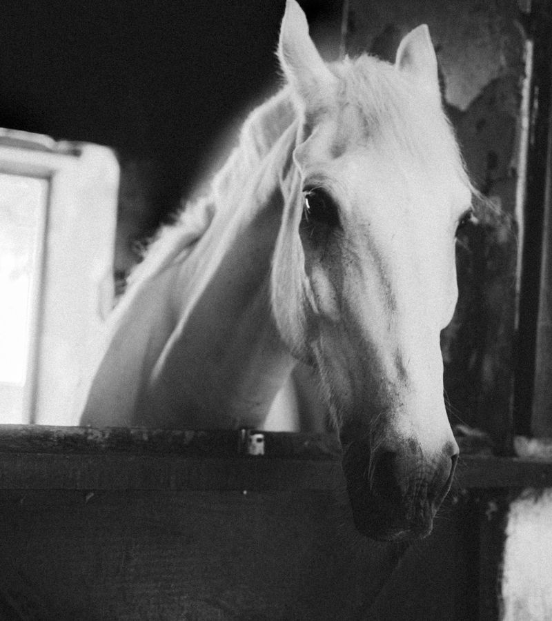 White horse in a stable
